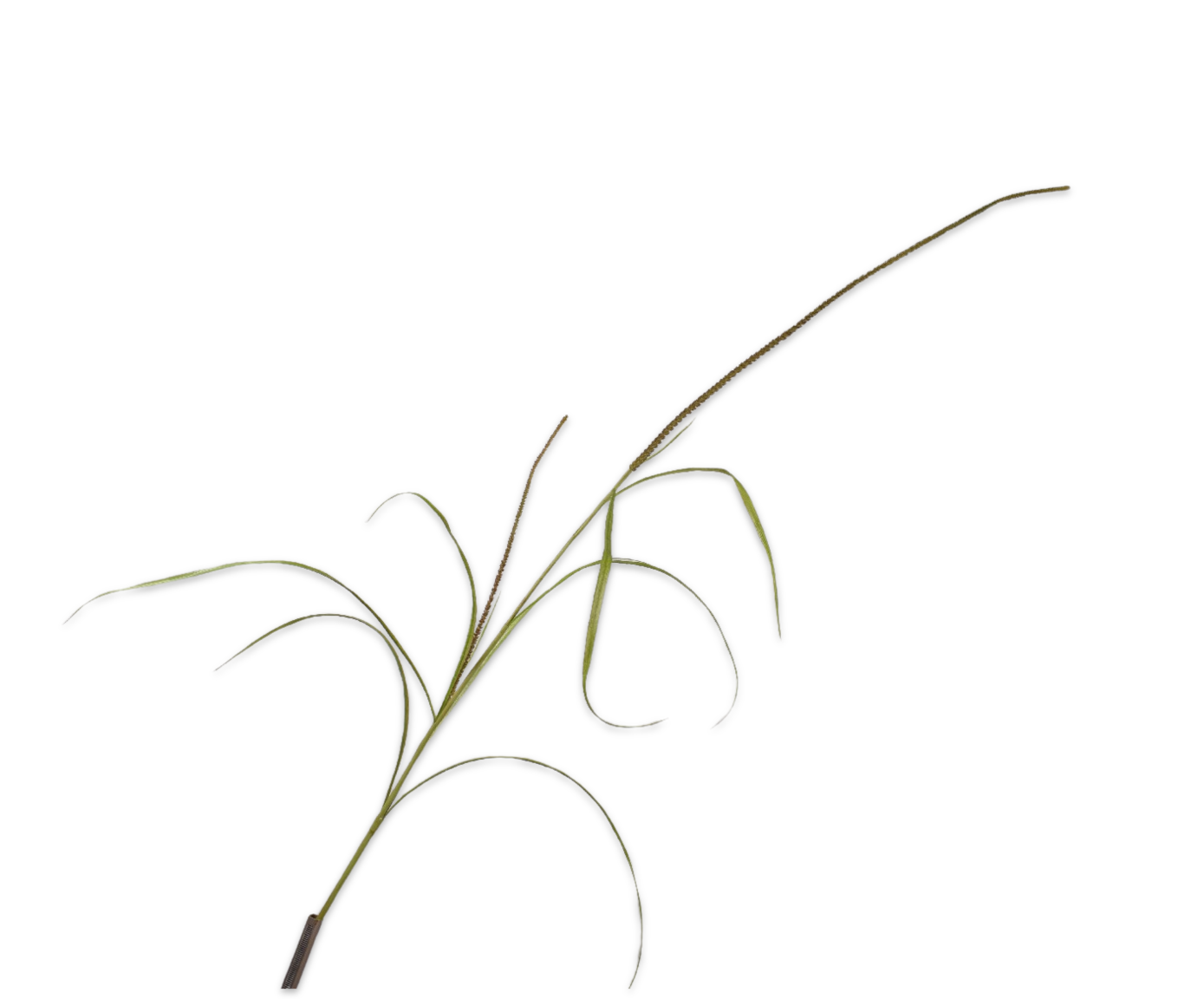 Silk ka grastak groot
