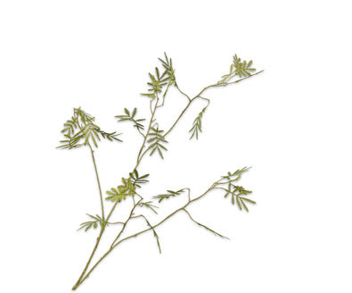 Silk ka mimosa tak groen