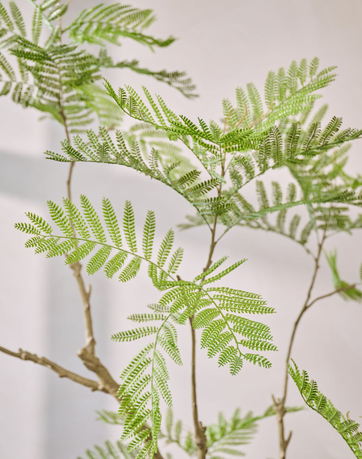 Silk ka Acacia