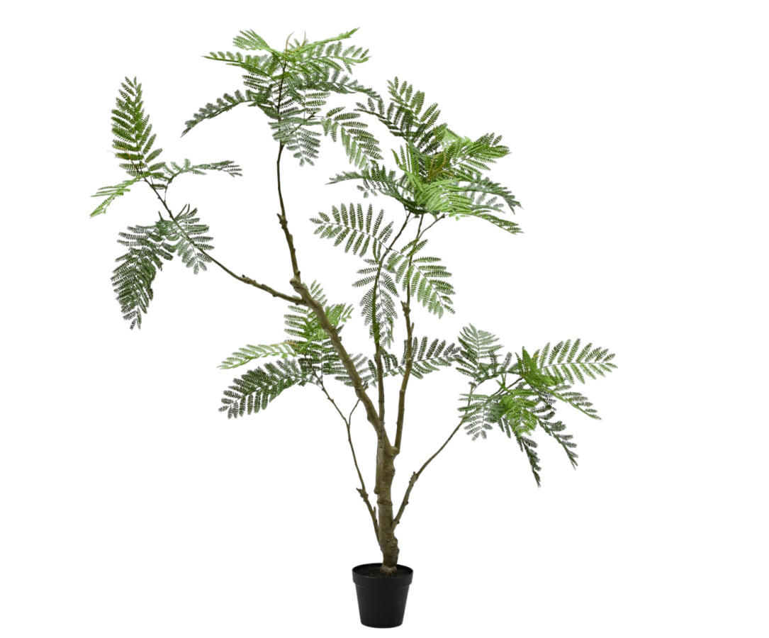 Silk ka Acacia