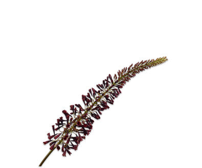 Silk ka eremurus bordeaux