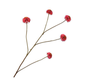 Silk ka chrysant beauty