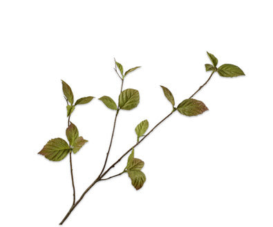 Silk ka corylus tak groen