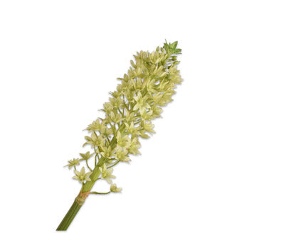 Silk ka eucomis