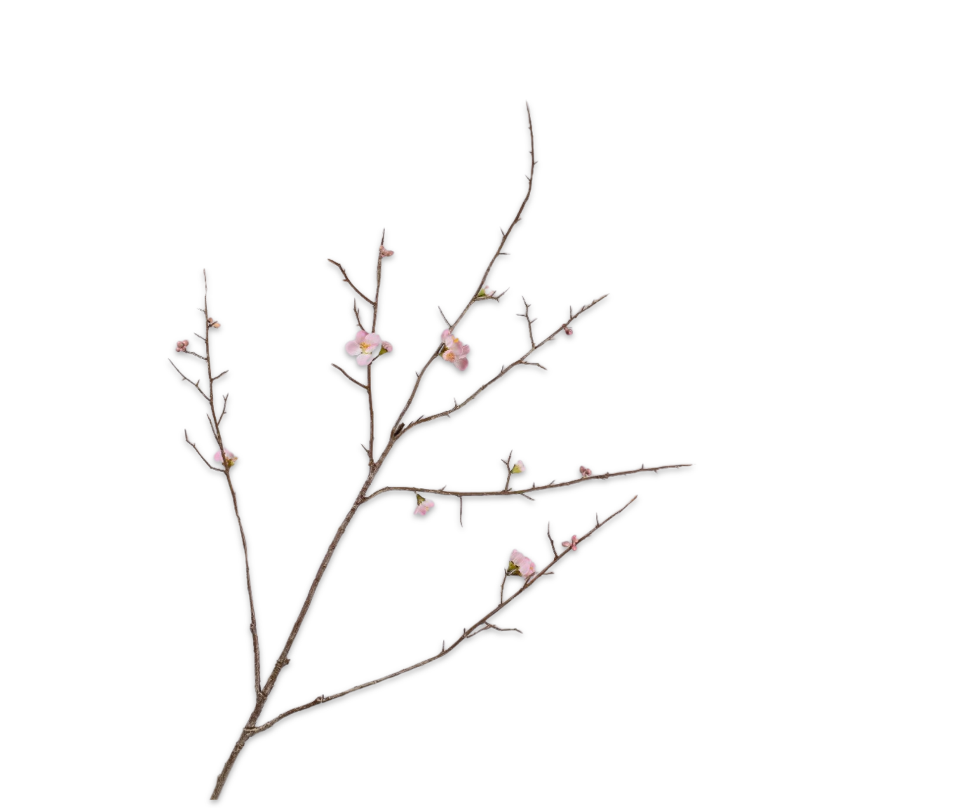 Silk ka chaenomelis roze