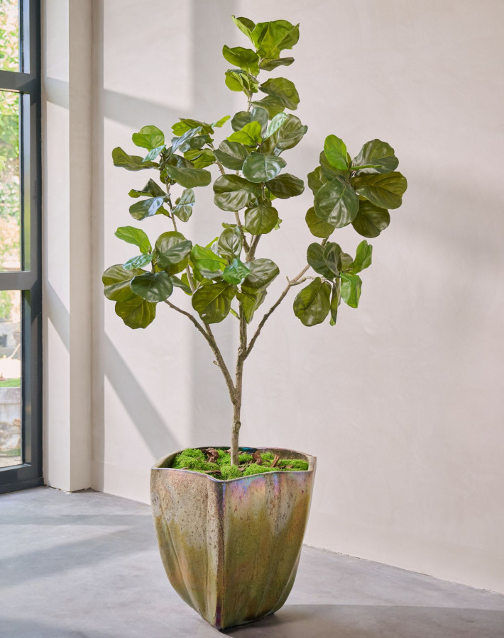 Silk ka Ficus