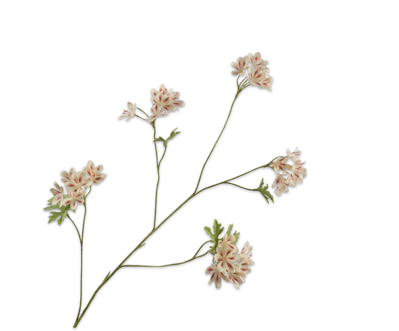 Silk ka geranium tak
