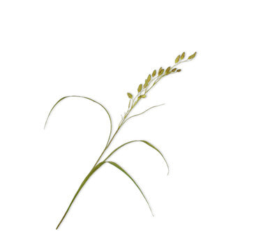 Silk ka grasje