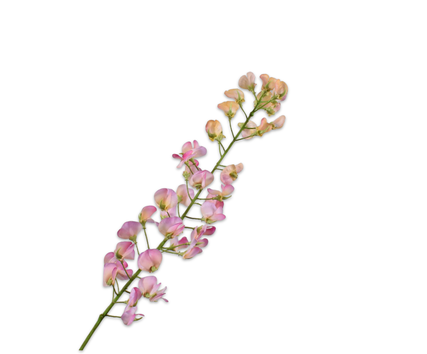 Silk ka lathyrus oranje roze