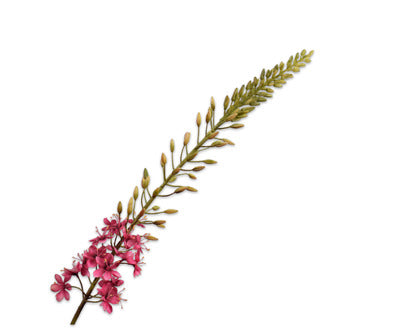 Silk ka eremurus roze