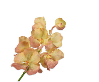 Silk ka vanda tak geel