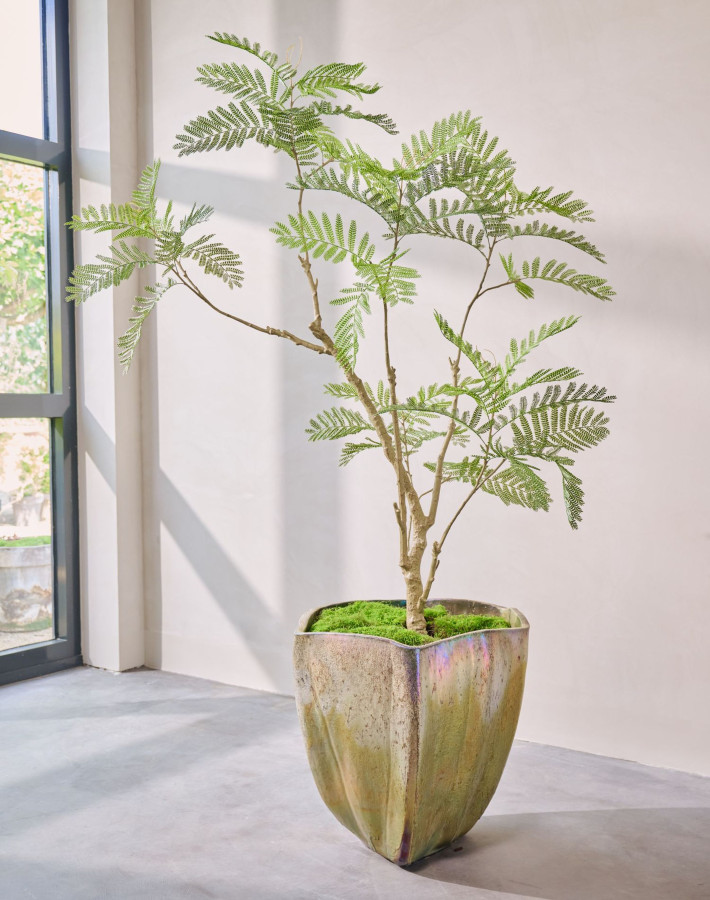 Silk ka Acacia