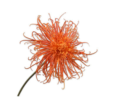 Silk ka chrysant koraal