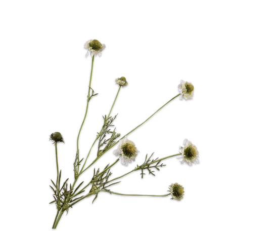 Silk ka scabiosa tak crème