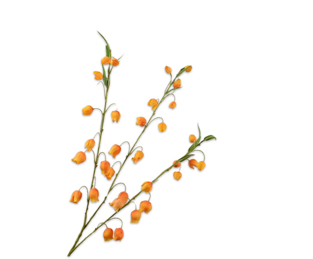 Silk ka Sandersonia tak