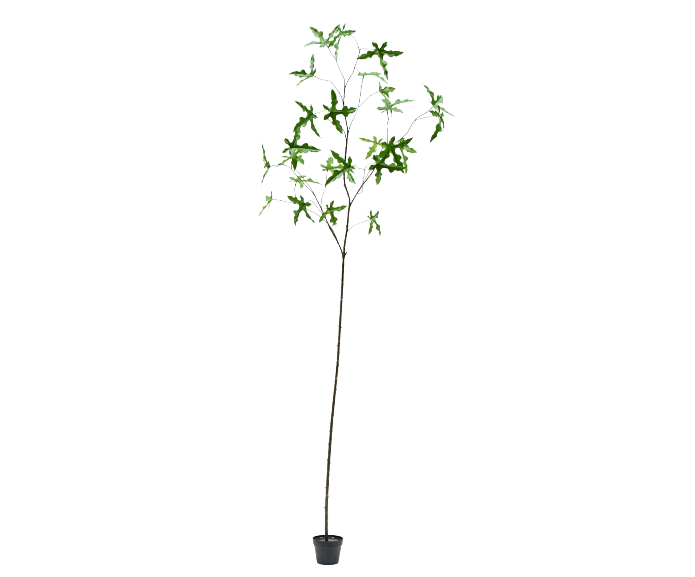 Silk ka schefflera