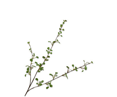Silkka groentak