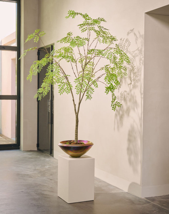Silk ka Aralia