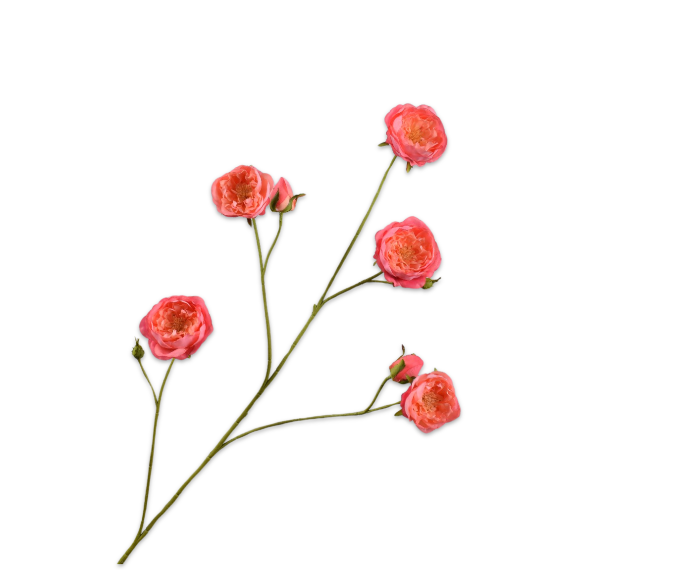 Silk ka Roos tak beauty