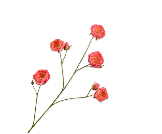 Silk ka Roos tak beauty