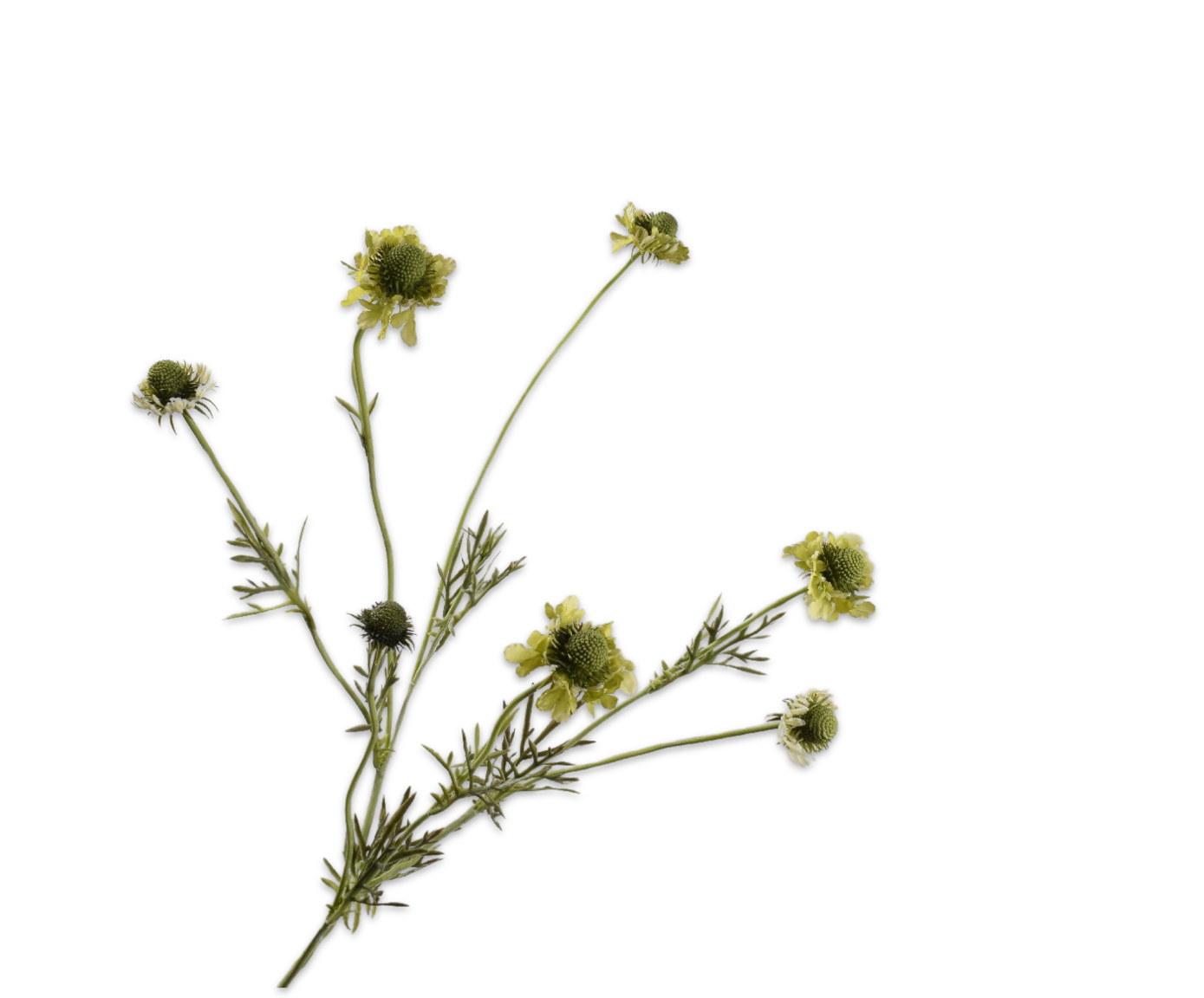 Silk ka scabiosa tak groen