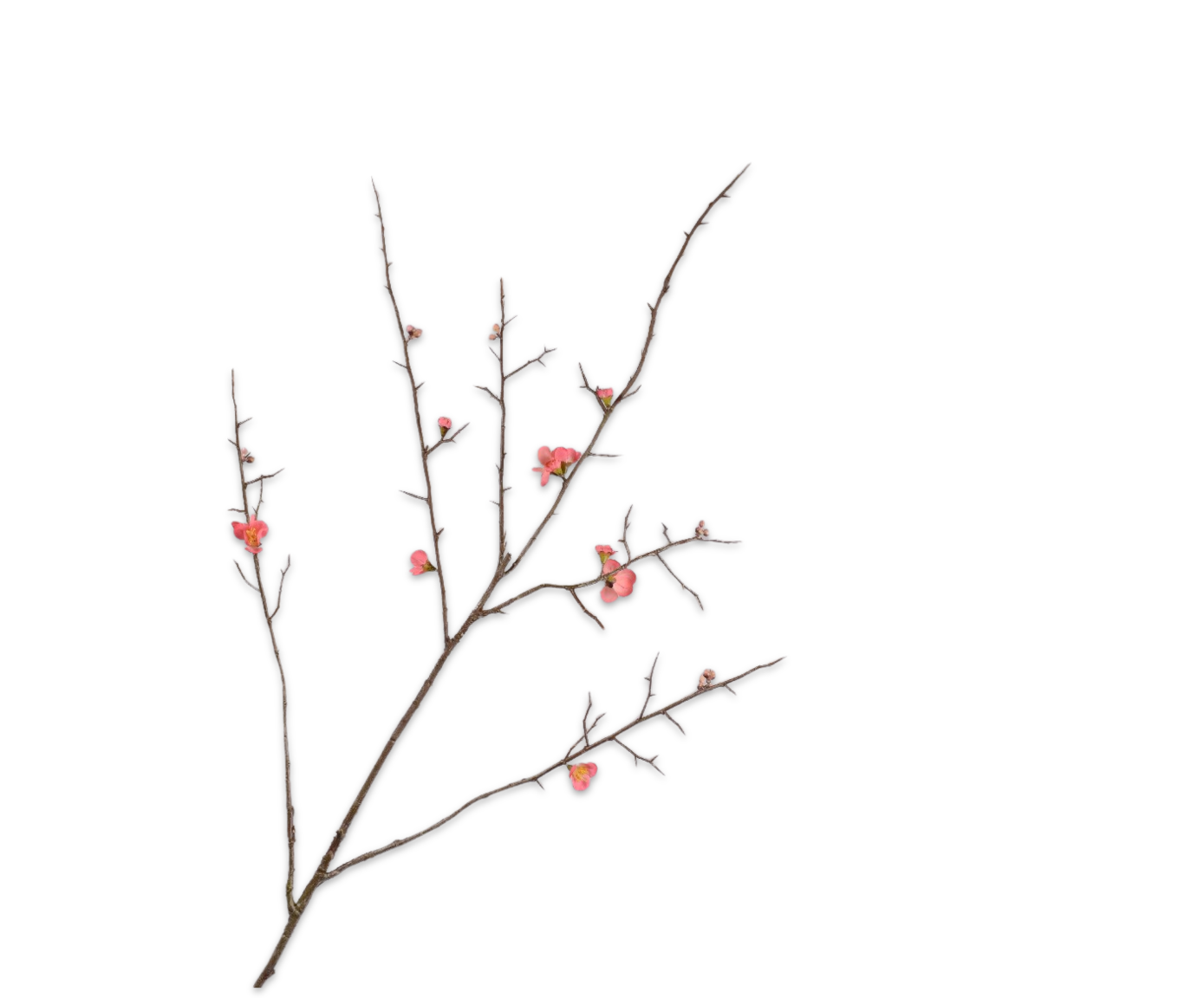 Silk ka chaenomelis zalm