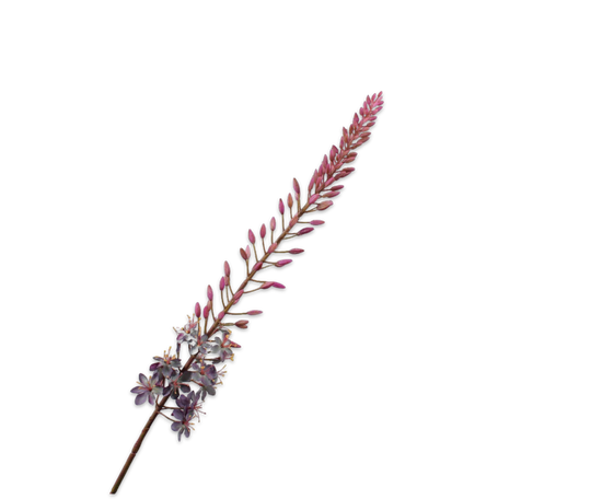 Silk ka eremurus paars