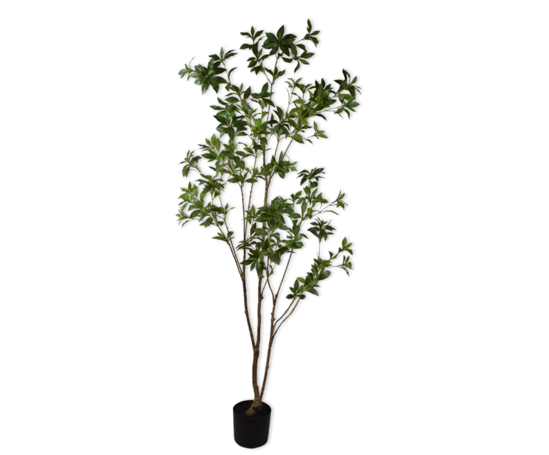 Silk ka Pittosporum