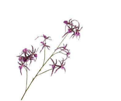 Silk ka orchidee tak paars/roze