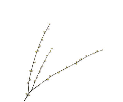 Silk ka pittosporum tak licht groen