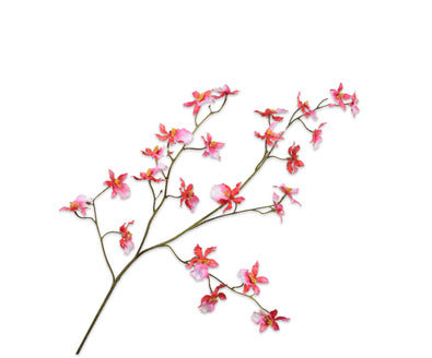 Silk ka orchidee tak