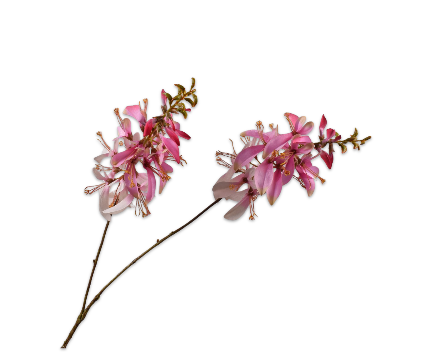 Silk ka macuna tak roze