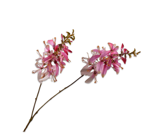Silk ka macuna tak roze