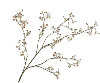 Silk ka euonymus