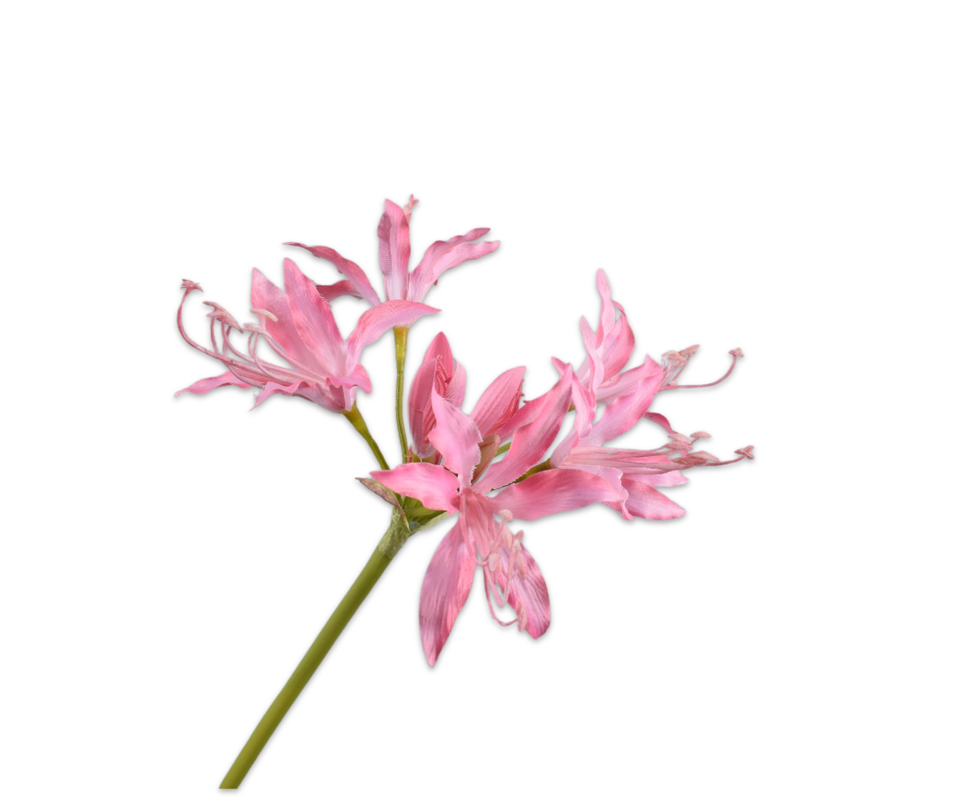 Silk ka nerine steel roze