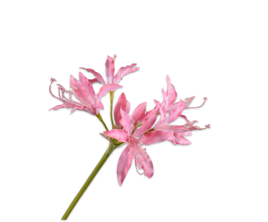 Silk ka nerine steel roze