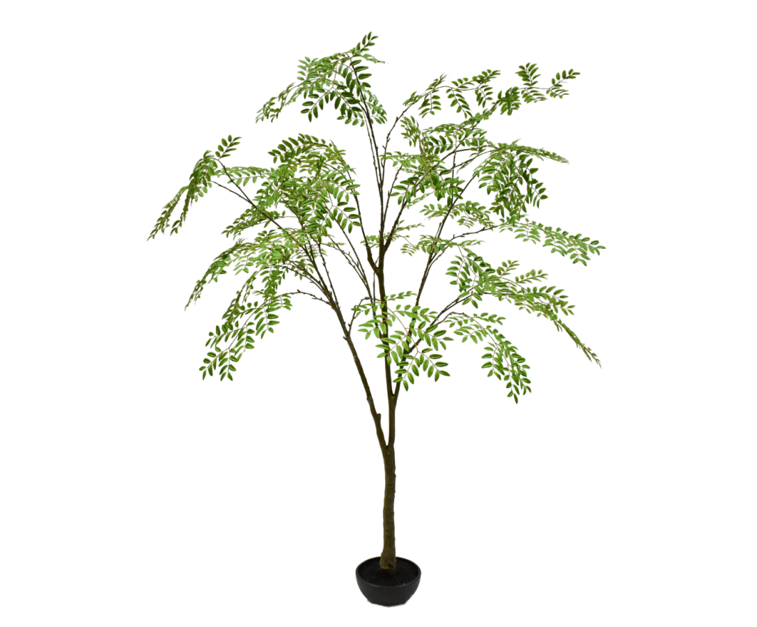 Silk ka Aralia