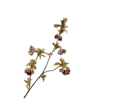 Silk ka campanula tak groen/bruin