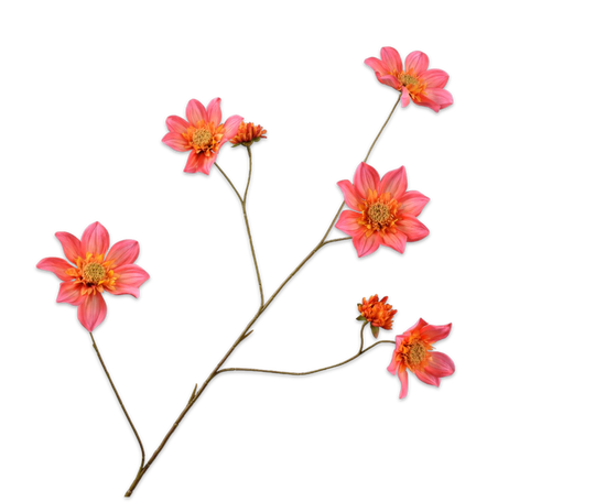 Silk ka dahlia tak roze
