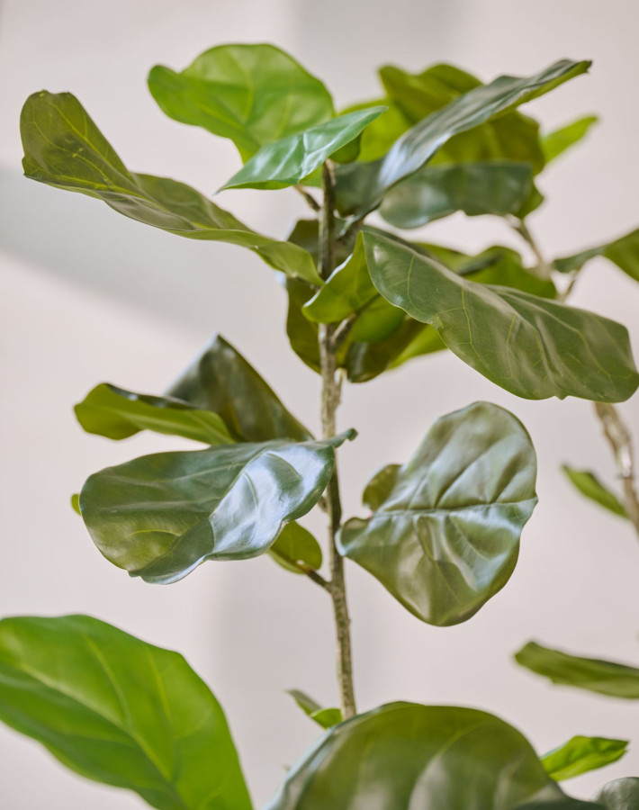 Silk ka Ficus