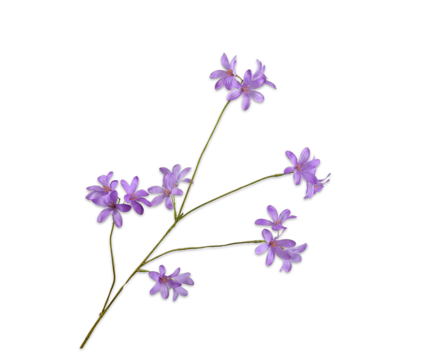 Silk ka hyacint tak lavendel