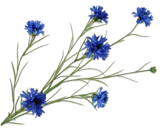 Silk ka korenbloem tak blauw