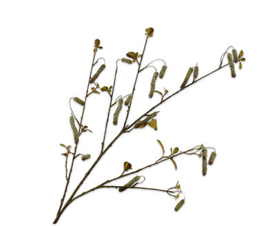 Silk ka alnus tak groen