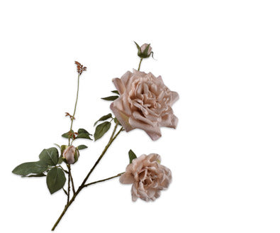 Silk ka roos tak bruin