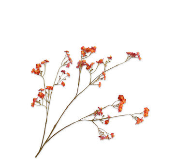 Silk ka vergeet me nietje beauty