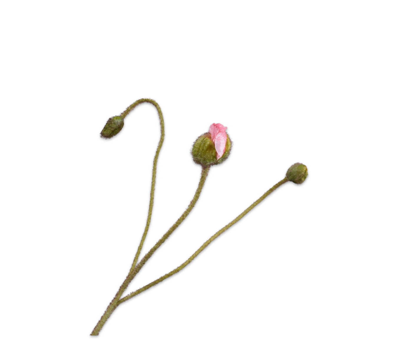 Silk ka klaproos roze
