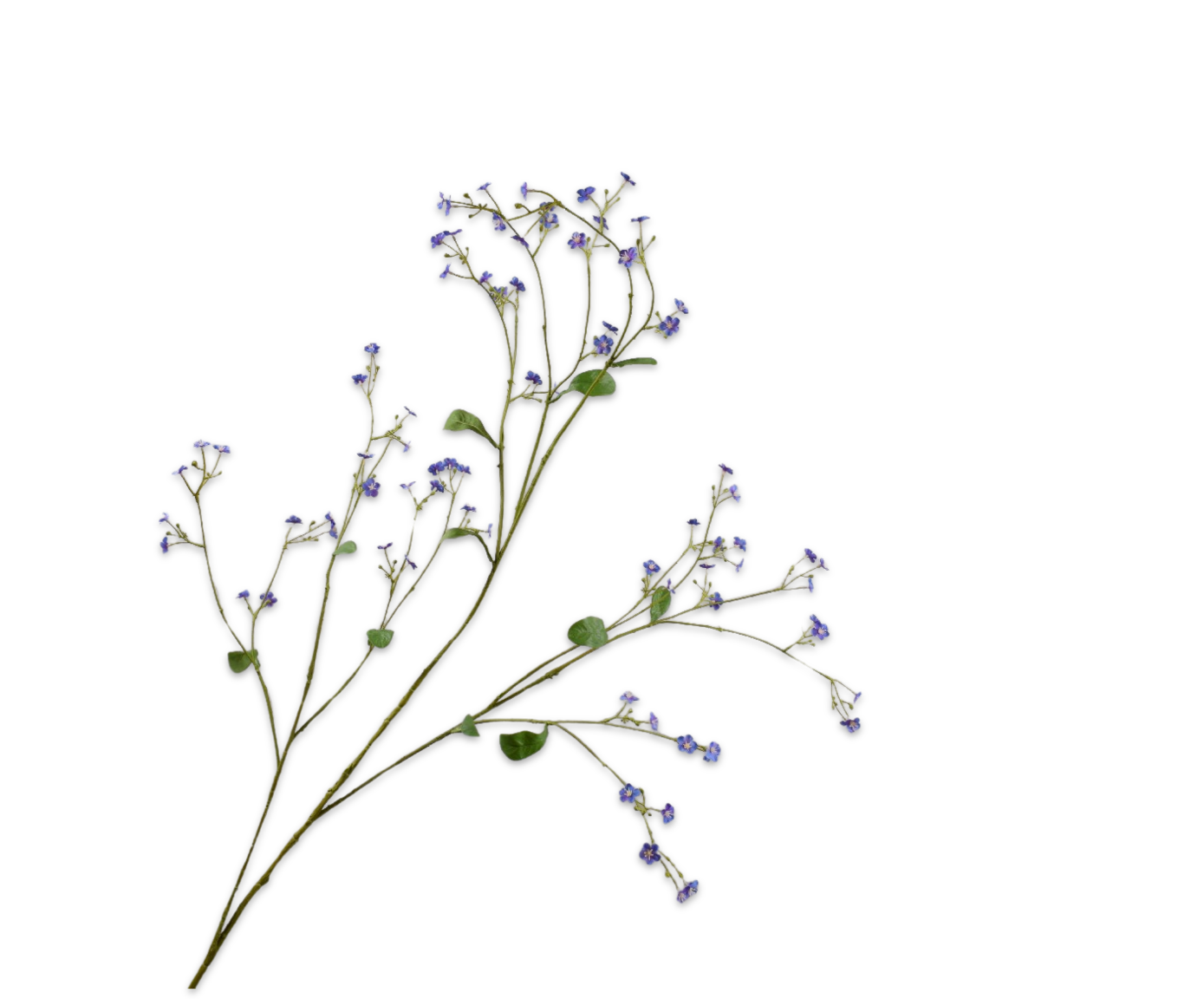 Silk ka vergeetmeniet tak blauw