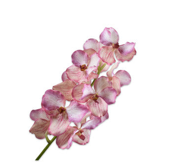 Silk ka vanda