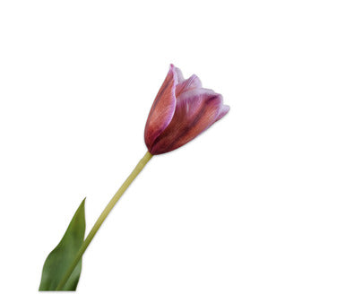 Silk ka tulp steel lavendel/roze