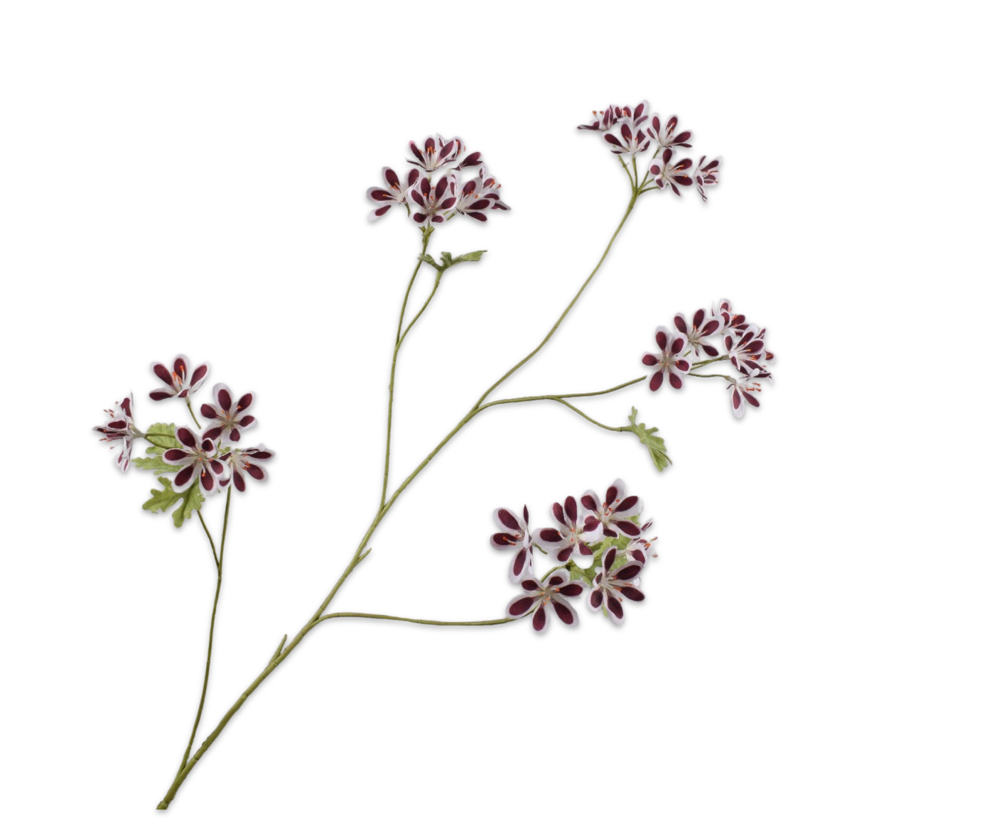 Silk ka geranium bordeaux wit